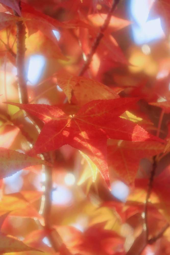 お出かけ先の画像 by ロベカル3さん | お出かけ先とカエデとキラキラ✨と紅葉(こうよう)と赤い葉っぱと国営讃岐まんのう公園と秋の風景と青空
