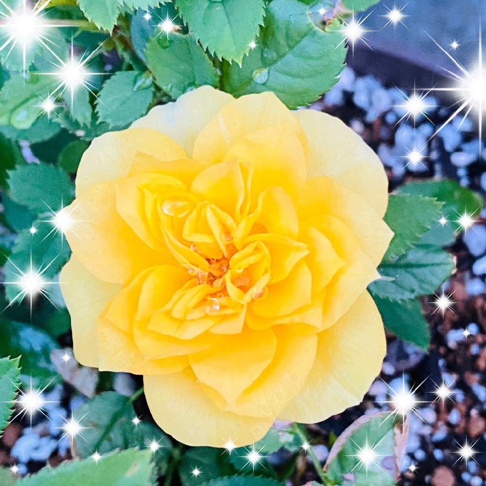 の画像 by mackie ❤️さん | ミニ薔薇✨とコロナに刃を⚔鬼滅党とベテラン乙女倶楽部とプランター族と地球緑の防衛隊と初心者とおうち園芸とGSのみなさんに感謝!と花のある暮らしと念願の薔薇と水曜ローズショー