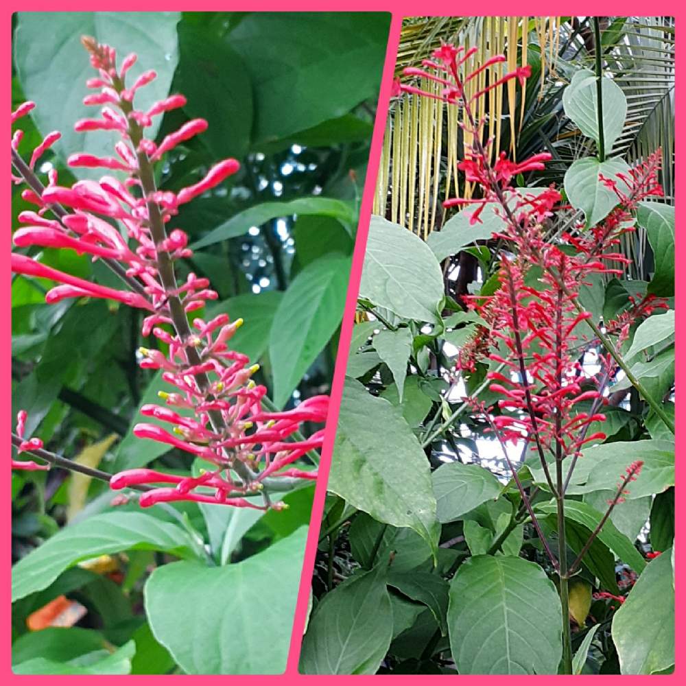 お出かけ先の画像 by フミピーさん | お出かけ先とオドントネマと可愛いお花とおうち園芸と写真加工と朝散歩と外出先にてと可愛い多肉ちゃん