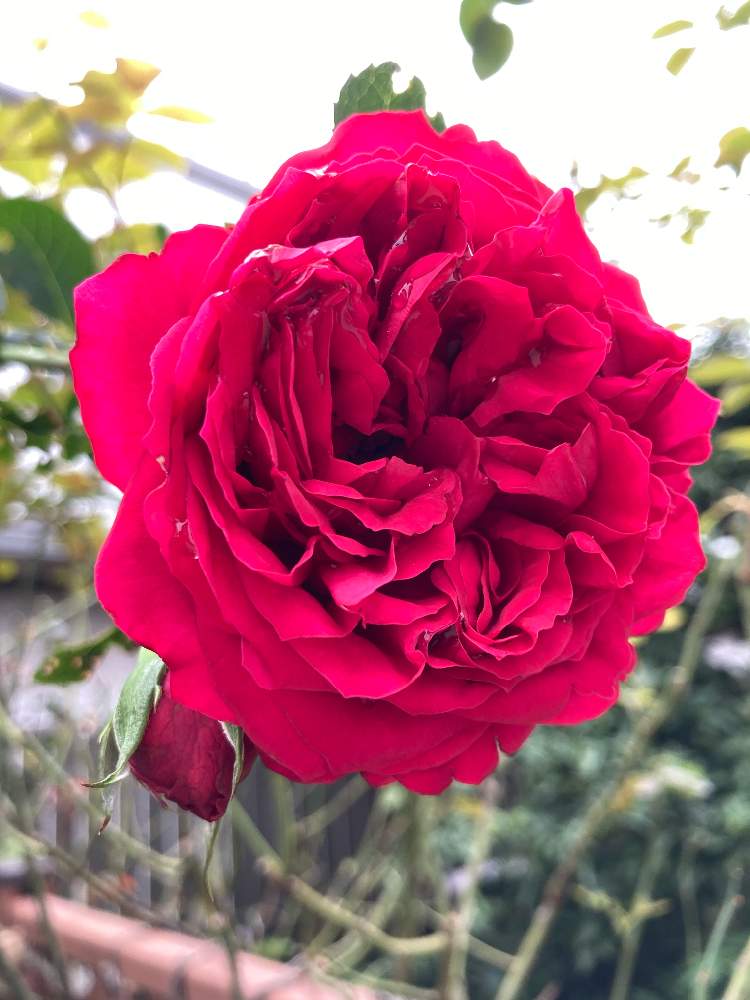 小さな庭の画像 by まぁ!さん | 小さな庭とバラとルージュピエールドゥロンサールと薔薇に魅せられてとおうち園芸と花のある暮らしと素敵色と秋に咲かせた花-園芸ガイド2020