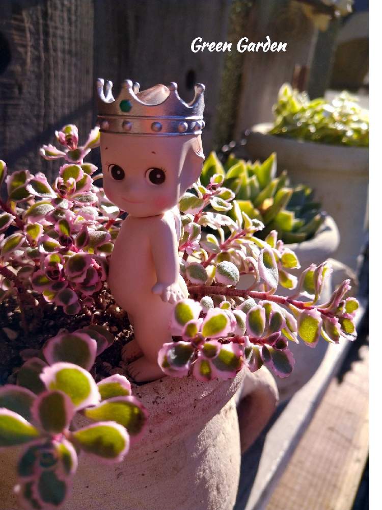 小さな庭の画像 by GreenGardenさん | 小さな庭と多肉植物とソニーエンジェルと今日の一枚と多肉好きと雑貨小物と トリカラー