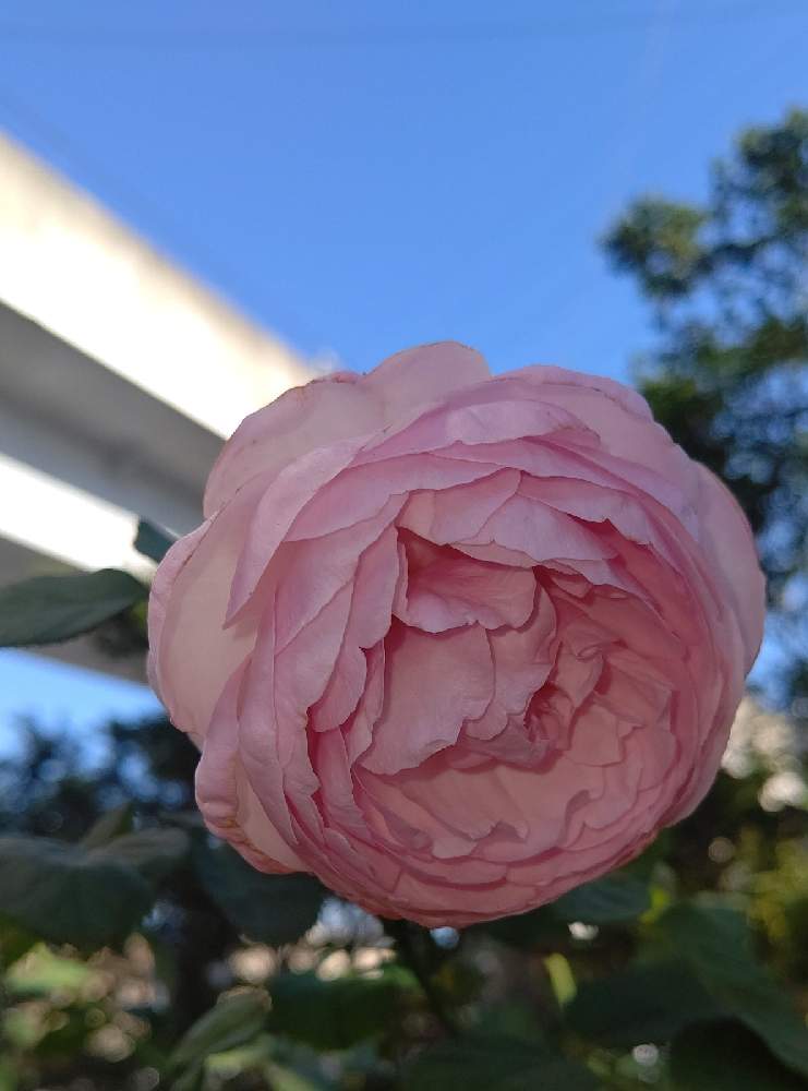 小さな庭の画像 by 庭野華子さん | 小さな庭とオリビアローズ オースチンとばら バラ 薔薇とデビッドオースチンとバラのある暮らしとPinkRoseとイングリッシュ・ローズとEnglish roseと香りの良いバラとバラが好きと花のある暮らしと薔薇♪とロザリアンとERとDAVID AUSTIN ROSESとrose