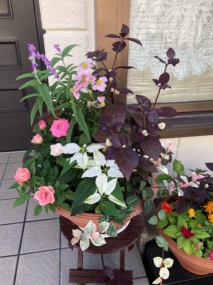 お出かけ先の画像 by pekotanさん | お出かけ先とコロナが早く終息します様にとお花大好き(*´∀`)♪と仲良しごっこ( ◠‿◠ )と心が和みます♪〜とスマホ撮り