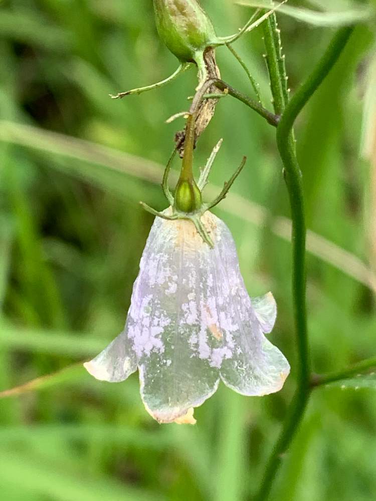 お出かけ先の画像 by ざっき~さん | お出かけ先とツリガネニンジンと薄ムラサキの花と野草と山道と林道とクリンクリンと山野草と透明な花と花のある暮らしと初秋と山肌とかわいい花