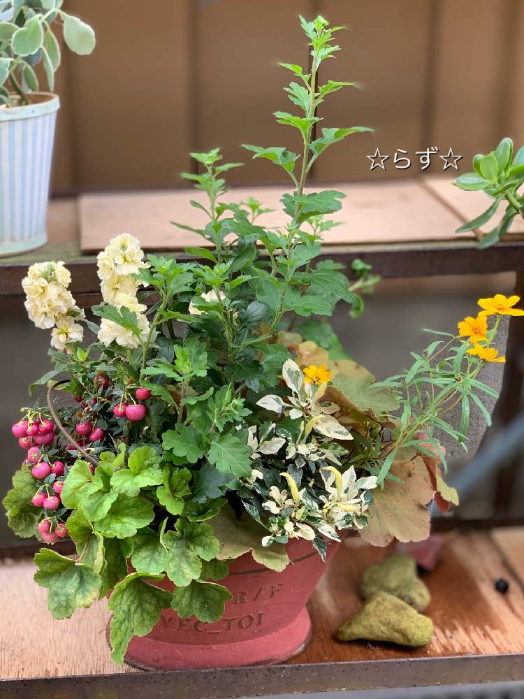 エクステリアの画像 by らずさん | エクステリアとピンクの実と寄せ植えとおうち園芸と白い花とワインレッドと植木鉢とニュアンスカラーと大人かわいい♪