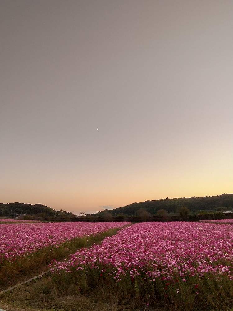 お出かけ先の画像 by flower&skyさん | お出かけ先とコスモスと季節を感じる♪とピンクの花と空を背景にと満開と夕暮れと花のある暮らしと秋の花