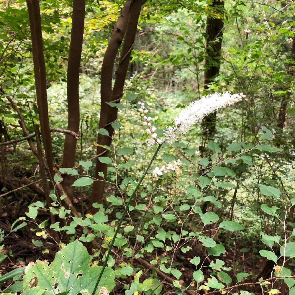 お出かけ先の画像 by カリメロさん | お出かけ先とイヌショウマと山の植物と植物好きとハイキング・登山と秋の花と山登り