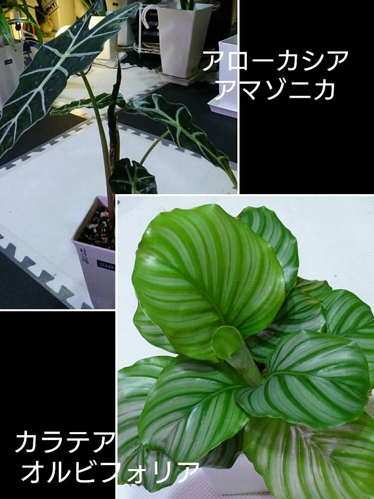 部屋の画像 by ヒロ♡0179さん | 部屋