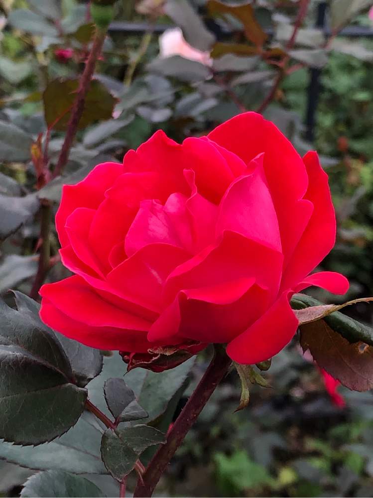 の画像 by hirarinさん | 薔薇とノック・アウトと港の見える丘公園と水曜ローズショー