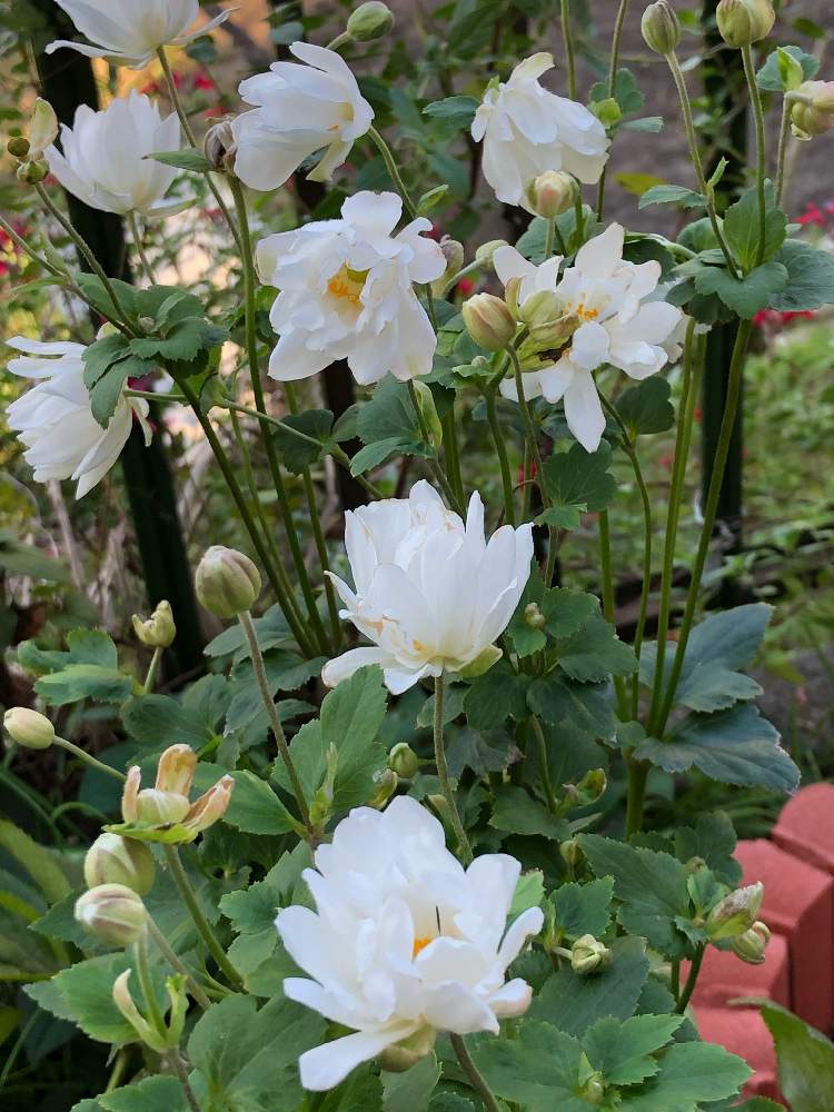 の画像 by うふふさん | 秋明菊 八重とおうち園芸とお花が好き♡と花のある暮らしとチーム愛知