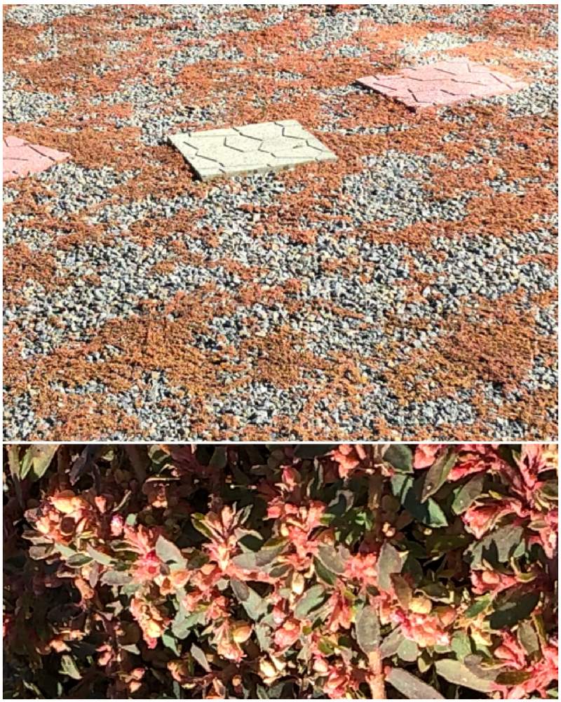の画像 by まさマニアさん | コニシキソウとMy Garden♪とトウダイグサ属とトウダイグサ科とキュン死祭りと花に癒される日々