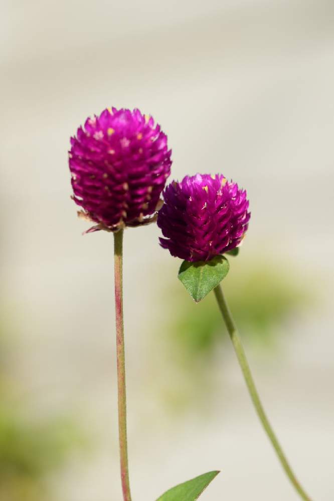 の画像 by 志穂さん | センニチコウと一眼レフとマクロレンズと寒川町とTAMRON 90㎜ F/2.8 MACRO1:1