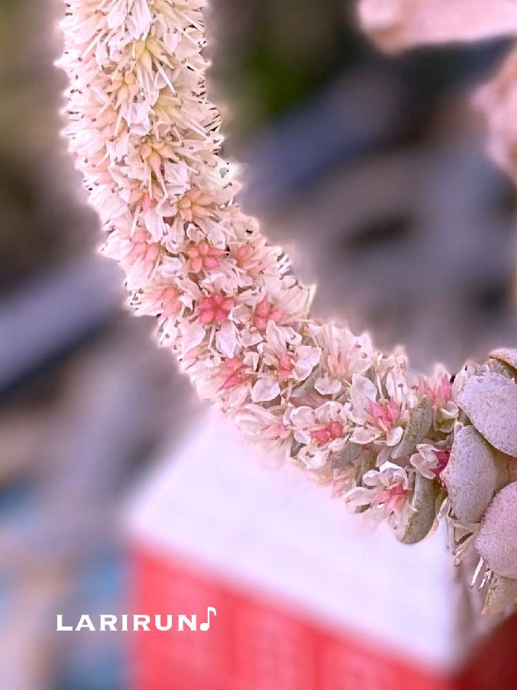 小さな庭の画像 by らりるん♪さん | 小さな庭と子持ち蓮華と多肉植物と子持ち蓮華ドリルとらり♪多肉