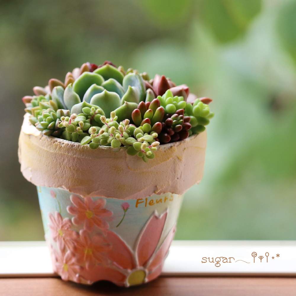 窓辺の画像 by sugarさん | 窓辺と多肉植物と多肉植物寄せ植えと多肉のある暮らしと多肉女子と可愛いと花のある暮らし