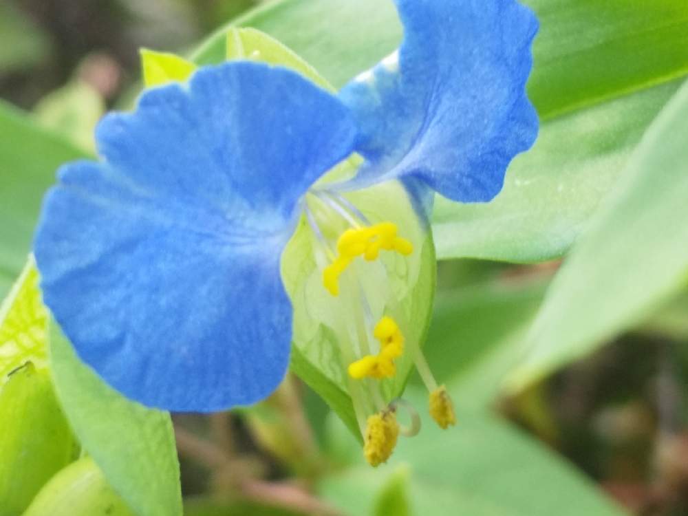 お出かけ先の画像 by 陽だまりの中で……さん | お出かけ先とツユクサの花