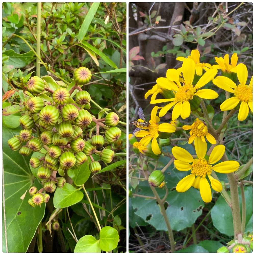 の画像 by ごまぴょんさん | ツワブキと野の花とスマホ撮影と山野草とキク科と散歩道