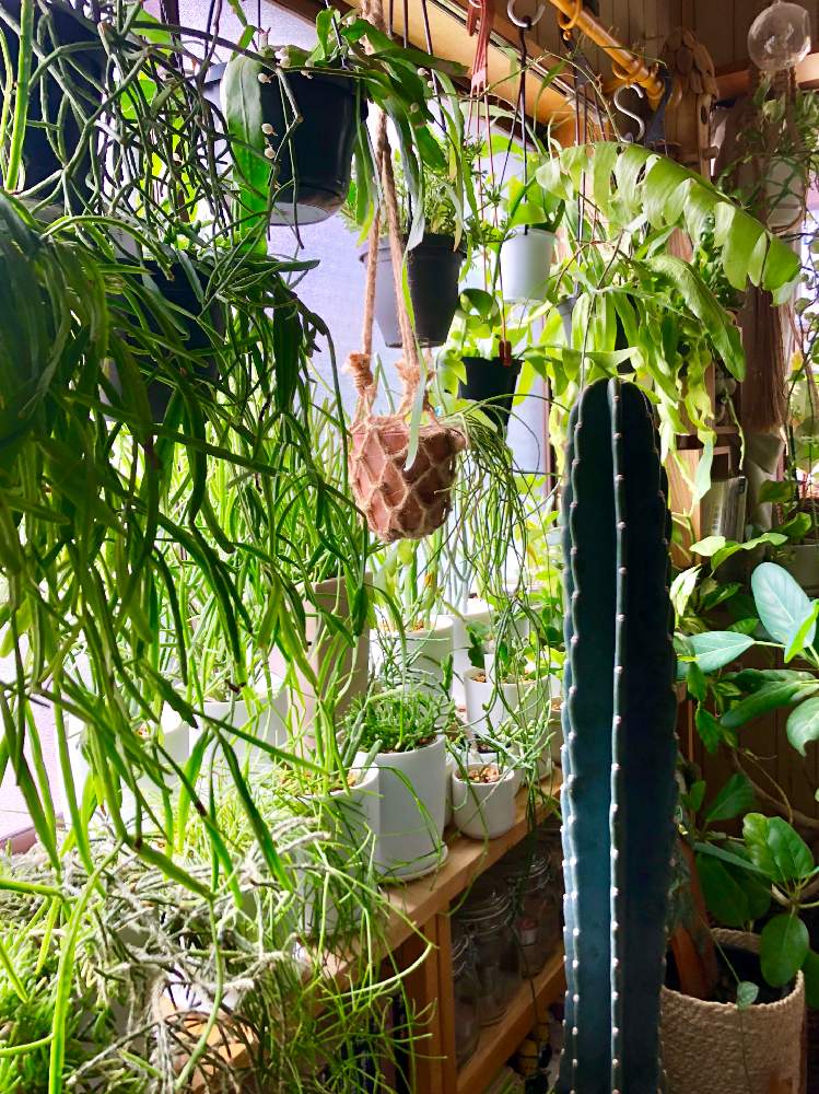 寝室の画像 by meguさん | 寝室とリプサリスとインドアグリーンと多肉植物とサボテン科と休日の朝とインテリアガーデンと観葉植物と南側の窓とボタニカルライフと葉っぱと森林性サボテンと緑のある暮らしと今日イチ可愛い植物とリプサリス属とお部屋ガーデンとユーフォルビアとインテリアグリーンとエピフィラム属とインドアガーデン