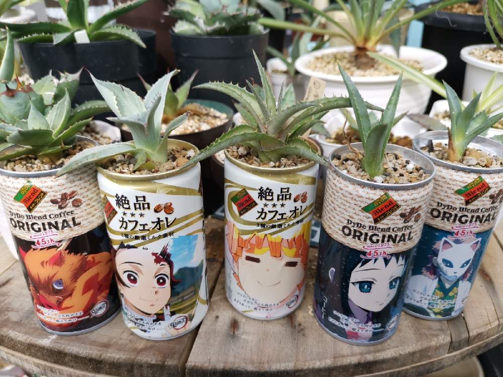の画像 by ひろさん | アガベとディッキア.と多肉植物とサボテン科とアガベ AGAVEと観葉植物と植物のある暮らしとディッキアとユッカ属とビザール苗とおうちde菜園とGS映えと多肉のある暮らしとAgaveのアガベとGS日和とコーデックスとおうち園芸とGSミニモニ。とコロナおしりペンペン( ・᷄ὢ・᷅ )ととげとげと熱帯植物とアガベ属