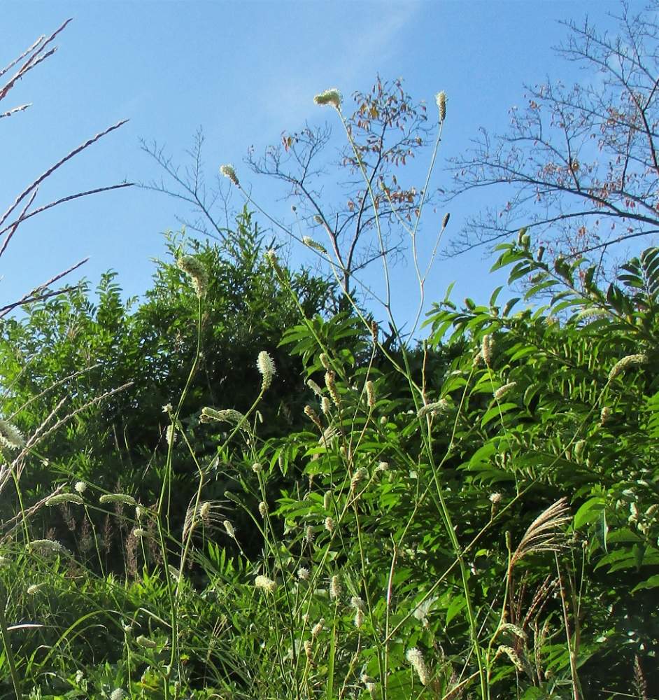 お出かけ先の画像 by plant hunter アンジュさん | お出かけ先とため池と野生と原種と自然と四国と山野草と植中毒と湿地とワレモコウ属とバラ科と雑草と里山と超重症の植中毒
