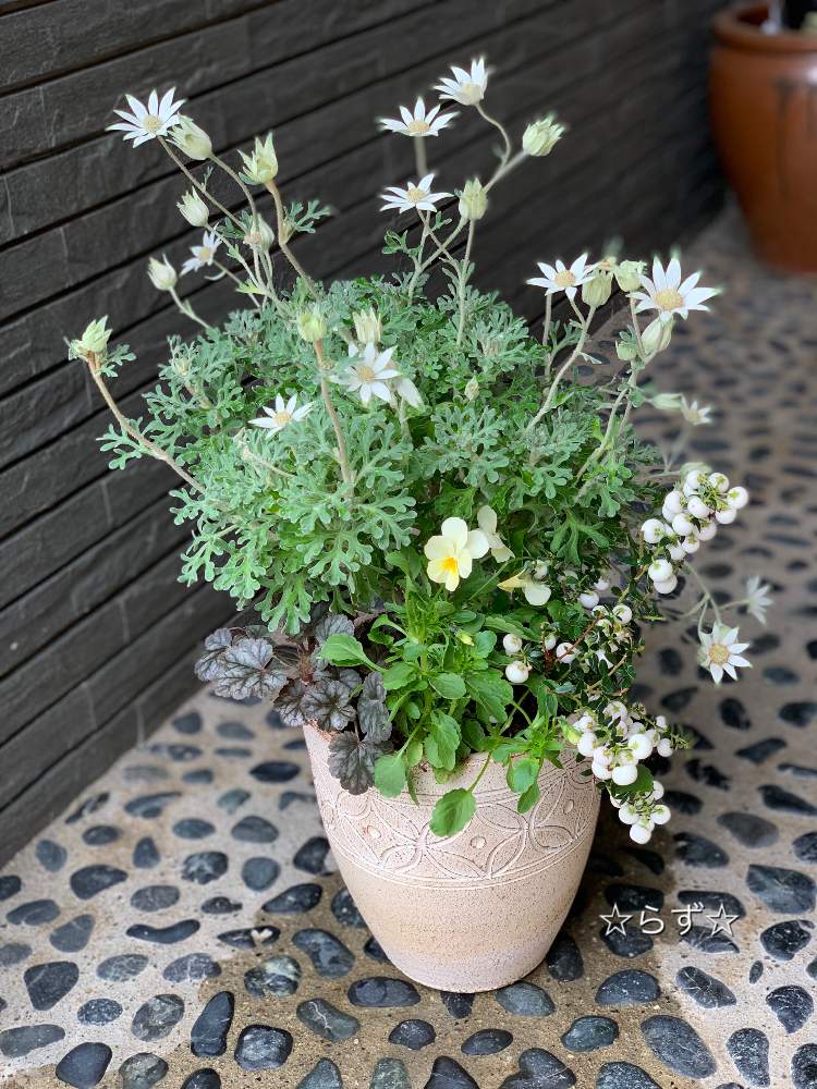 玄関の画像 by らずさん | 玄関と寄せ植えと白い花と植木鉢とおうち園芸