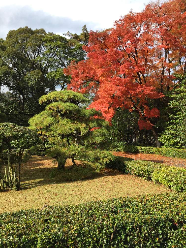 お出かけ先の画像 by 絆さん | お出かけ先ともみじ紅葉と春夏秋冬と伊勢神宮 内宮とGSで絆と俳句と紅葉フォトコン2020と観光地と祭り