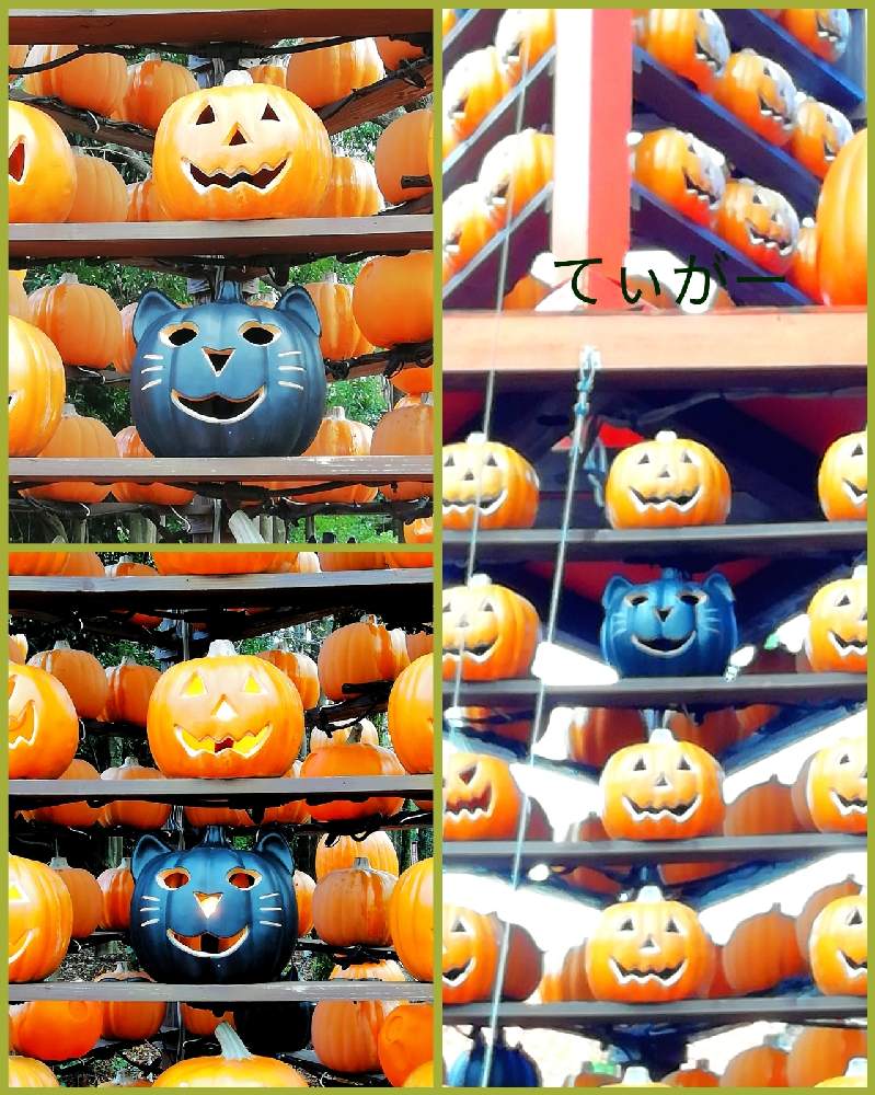 お出かけ先の画像 by ティガーさん | お出かけ先とハロウィン カボチャとニャンニャン祭りとかわいいのが好きとコロナに負けるな!とシンプルが好きと花のある暮らし