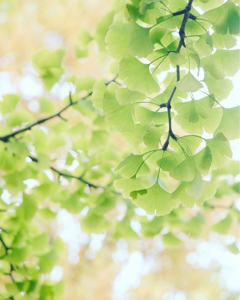 お出かけ先の画像 by satoさん | お出かけ先とイチョウと黄葉とnikond750と伏古公園と北海道と札幌