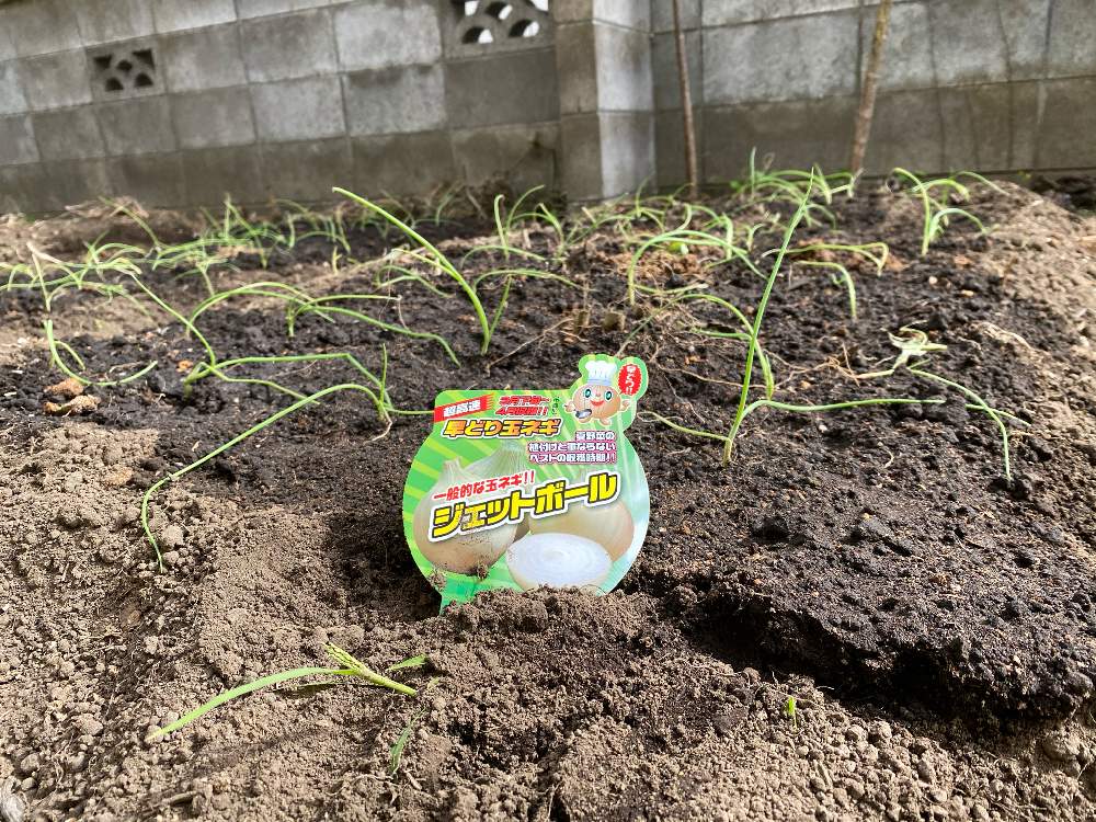 畑の画像 by hotimanさん | 畑とタマネギと定植とおうち園芸とおうちde菜園