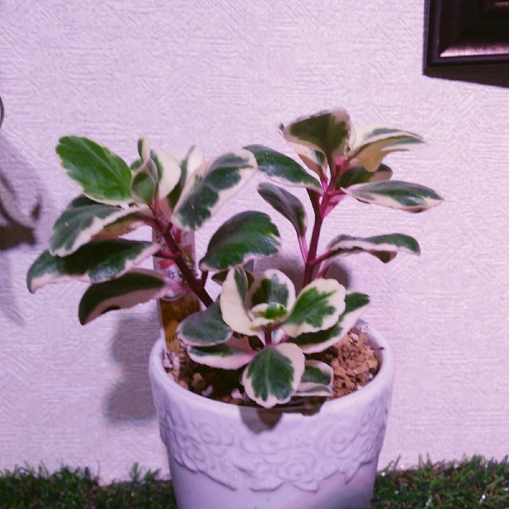 バルコニー/ベランダの画像 by まりみさん | バルコニー/ベランダとおうち園芸と植中毒とカランコエ属とカランコエ ポエールとお部屋ジャングル化計画