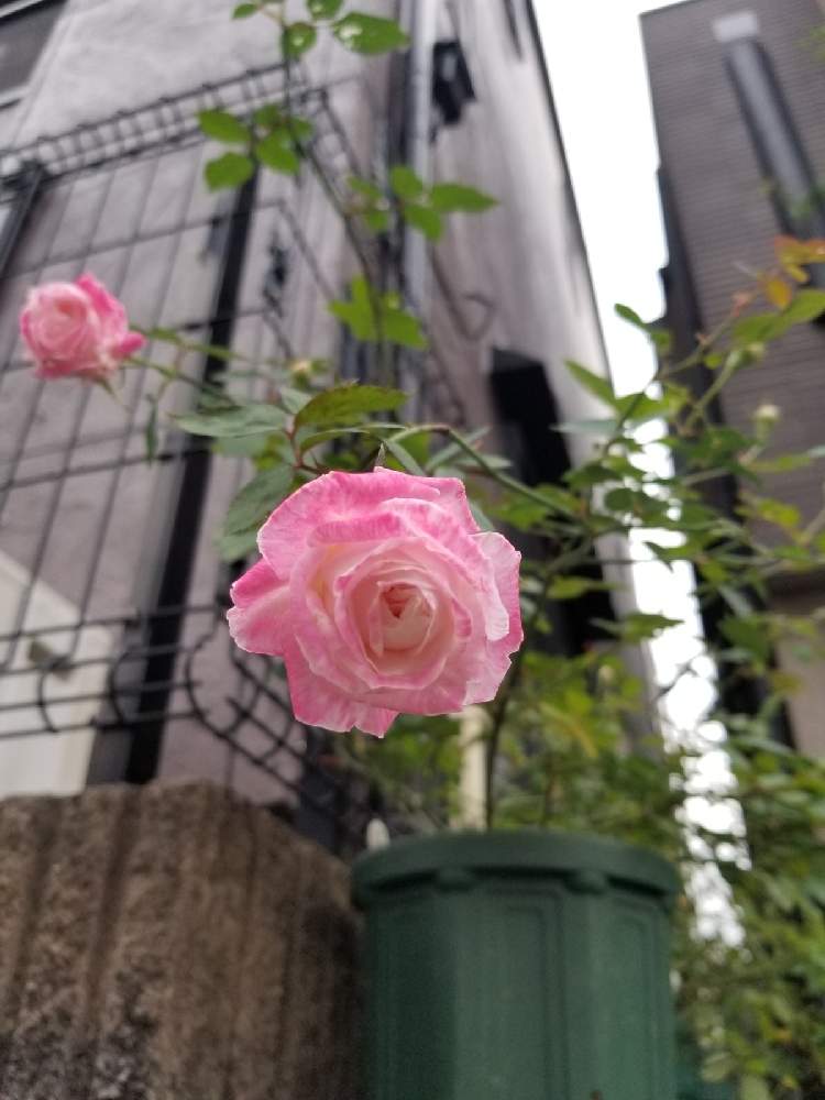 小さな庭の画像 by ニワバラベラバラさん | 小さな庭とバラとオメールと強健種とばら バラ 薔薇と化成肥料とIB肥料と複色とバラのある暮らしとバラ 鉢植えと花ちゃん培養土と鉢ロザリアンと腐根酸と花のある暮らしと有機肥料とバーグ堆肥と薔薇♪とばら 薔薇 バラとバラ・ミニバラと葉水と腐植酸