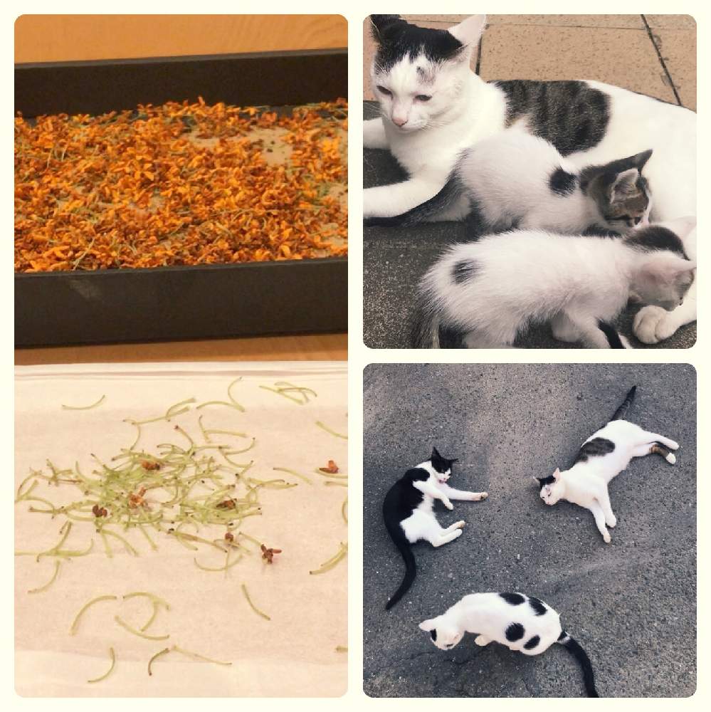 部屋の画像 by グリーンヤードさん | 部屋とキンモクセイと捨て猫とニャンニャン祭りと猫好きと庭の花と猫。とおうち園芸と植物で作ると庭の木
