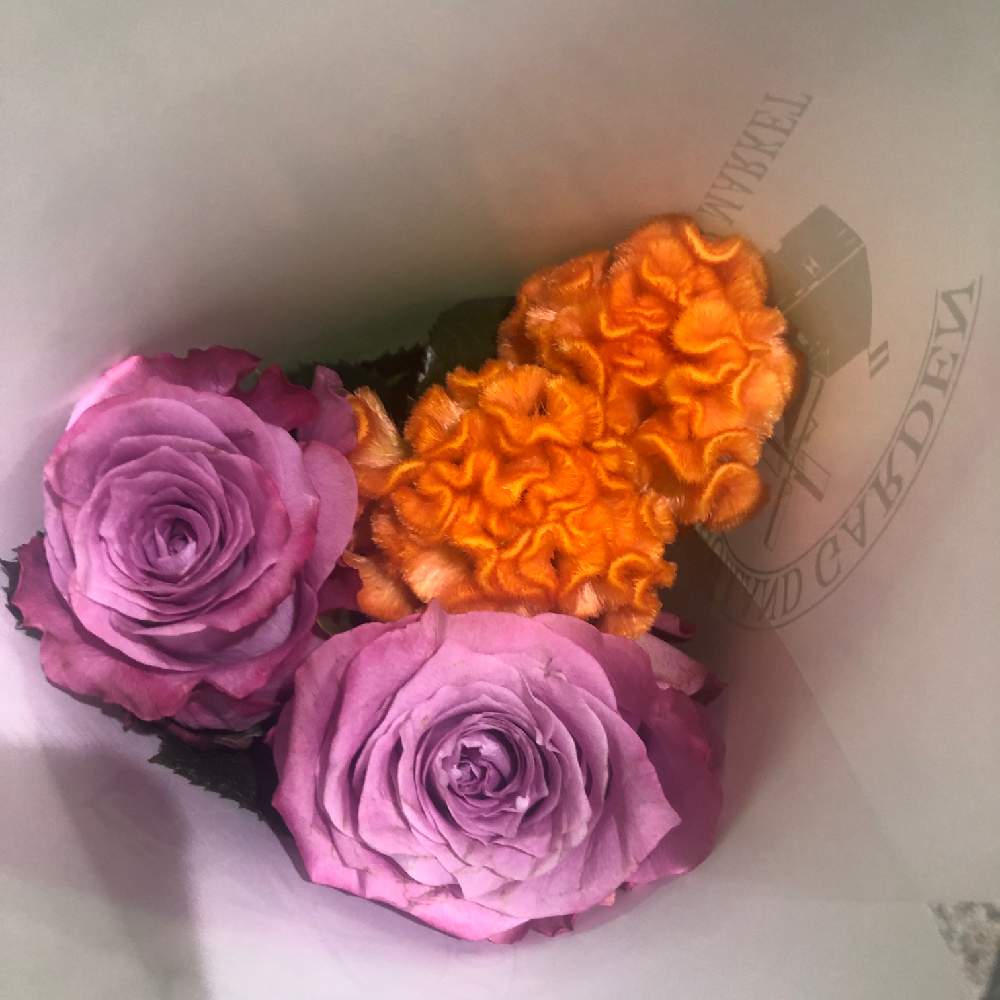 部屋の画像 by aya...☻さん | 部屋とクルメケイトウとケイトウ 久留米と薔薇 シャルルドゴールとバラ シャルルドゴール
