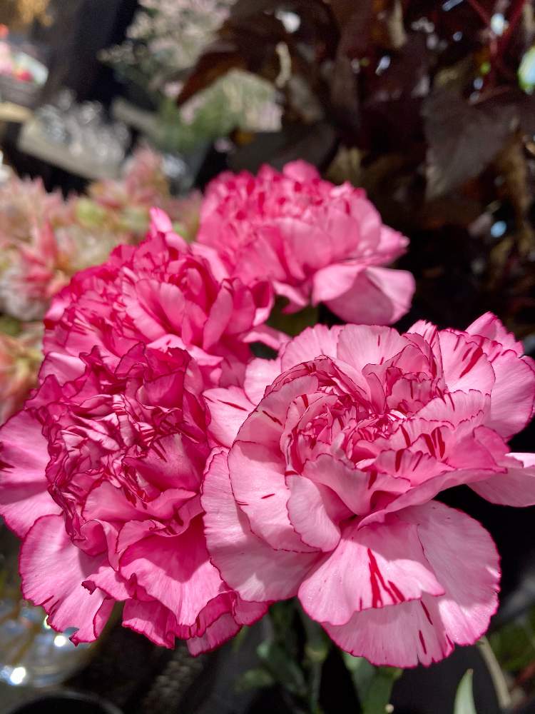 お出かけ先の画像 by さいたまさん | お出かけ先とカーネーションとカーネーション アミコラベンダーと本日の花と池袋駅構内にある花屋さんとイキイキ✨とピンクワールドへ ようこそと皆様に心から感謝 ♥︎♡♥︎と花びらの魅力✨と真夜中の投稿シリーズ