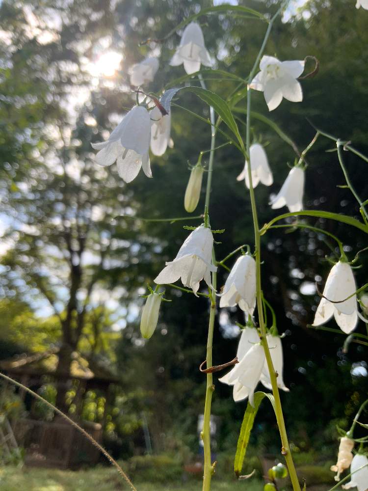 小さな庭の画像 by ごまぴょんさん | 小さな庭とシロバナイワシャジンとイワシャジンと山野草と野の花とスマホ撮影とキキョウ科