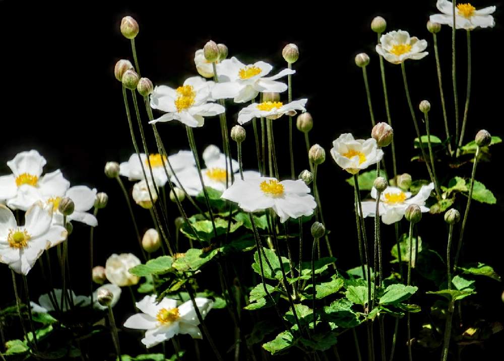 お出かけ先の画像 by 野ニンさん | お出かけ先と出版とGS映えとGreenSnapmarcheと花のある暮らしとGREEN UP!