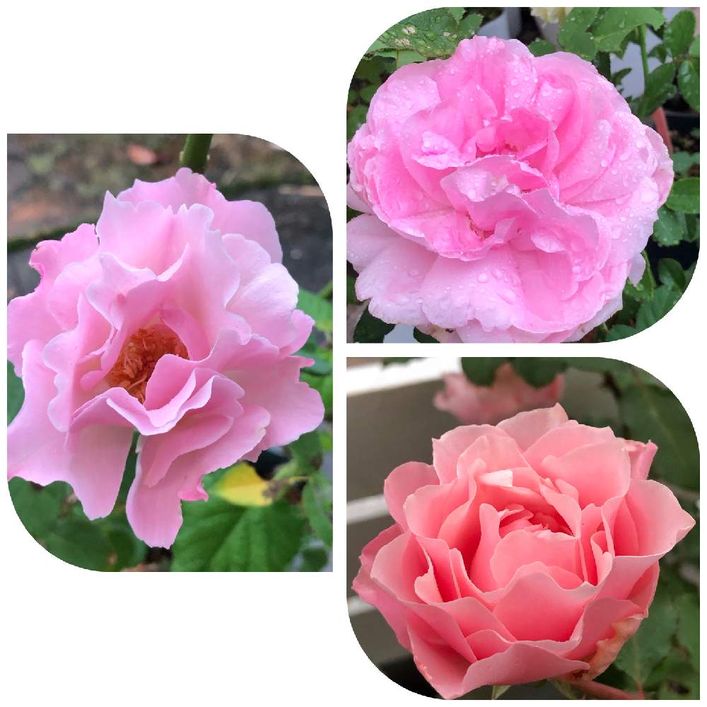 の画像 by うふふさん | ばら バラ 薔薇と薔薇に魅せられてとうふふの切花品種の薔薇とバラのある暮らしとうふふの薔薇とおうち園芸と金曜ローズショーと薔薇が好き❤とお花が好き♡と森農園 切り花品種とGSでバラ園と花のある暮らしとチーム愛知と自己大満足♡