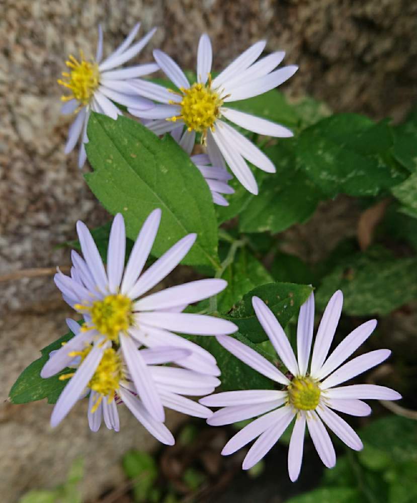 広い庭の画像 by マナさん | 広い庭とノコンギクと山の中と可憐とシオン♪と 野花と追憶