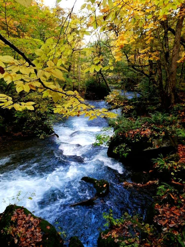 お出かけ先の画像 by ✨花鳥風月堂✨さん | お出かけ先と東北の秋と青森県と燃ゆる秋と東北と大自然と絶景と奥入瀬渓谷と紅葉(こうよう)と奥入瀬渓流とあきと奥入瀬と遊歩道