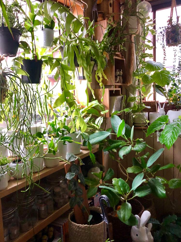 寝室の画像 by meguさん | 寝室とインドアグリーンと多肉植物とサボテン科とインテリアガーデンと観葉植物と南側の窓とボタニカルライフと葉っぱと森林性サボテンと緑のある暮らしと今日イチ可愛い植物とリプサリス属とお部屋ガーデンとインテリアグリーンとエピフィラム属とインドアガーデン