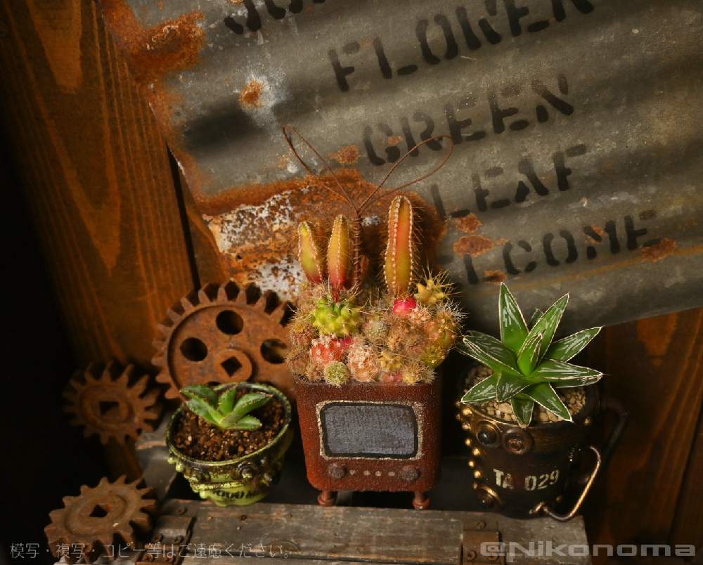 玄関の画像 by Nomachanさん | 玄関と多肉植物とW投稿と繋がりに感謝とJUNK Gardenと少しでも笑顔になってもらえますようにとトゲジョと笑顔の源と癒し空間とみんな同じ空の下と錆錆とSabijyoとスチームパンク鉢とご縁に感謝とスチパン鉢と大切な宝物とchiiチャンテレビくんと植物が映えるものを作り隊とあの娘にも届け