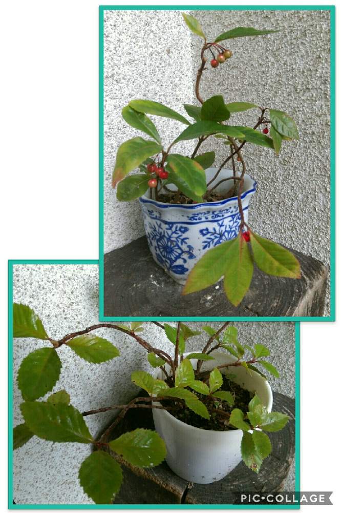の画像 by はてはぁなさん | ヤブコウジとツルコウジと鉢植えと赤い実とチーム岐阜