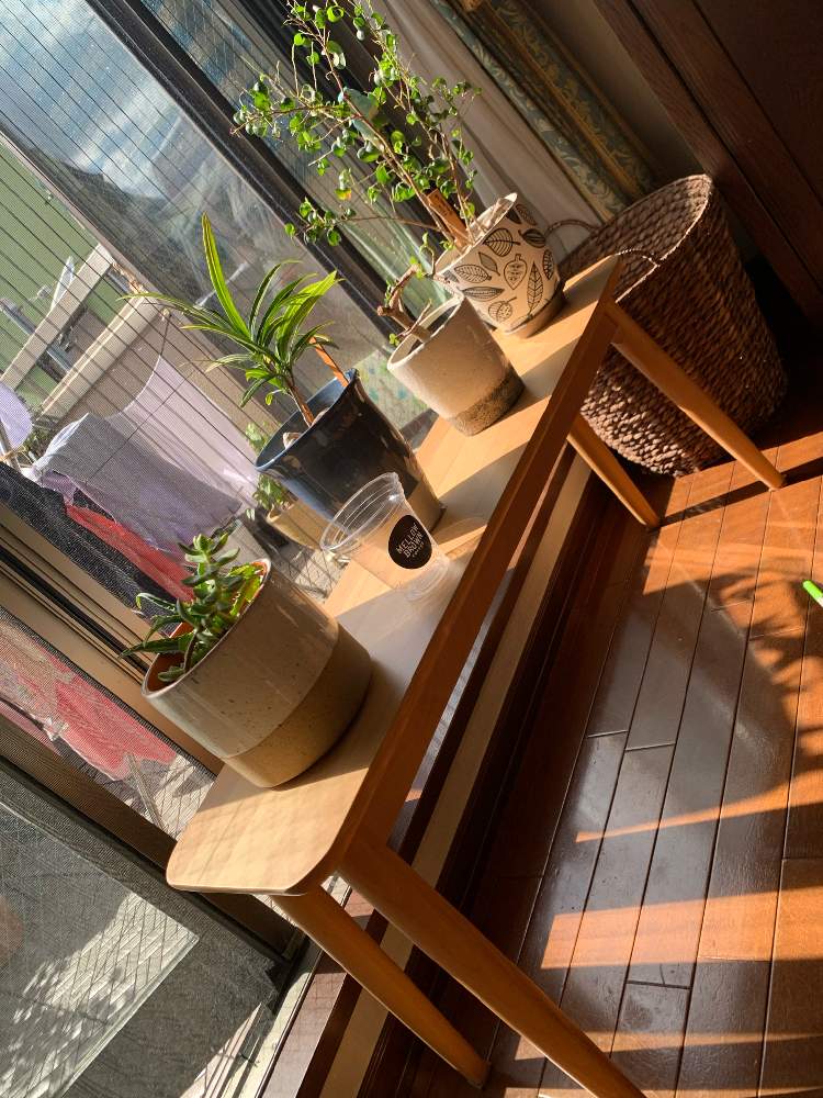 部屋の画像 by ママ子3rdさん | 部屋とクロトンとベンジャミン・バロックと多肉たちと銀杏ぼくと日光浴とはっぱを楽しむと秋のボタニカルライフとにつこうよく