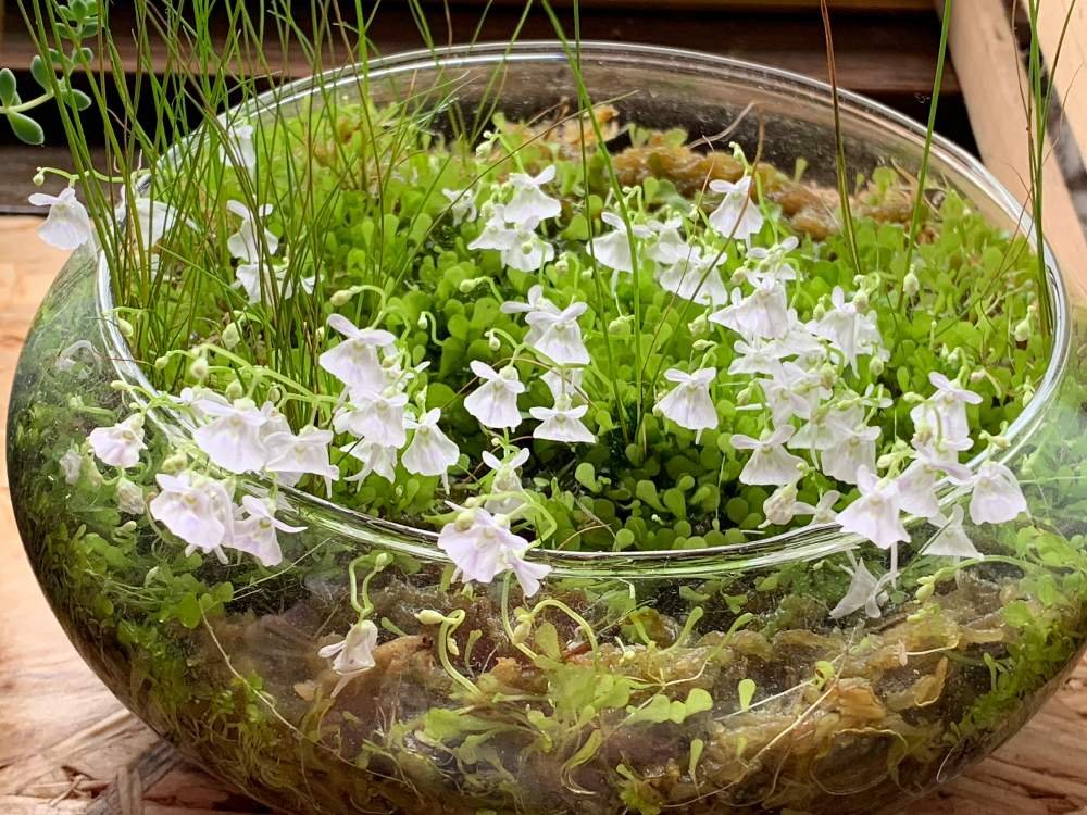 の画像 by ちきさん | ウサギゴケと食虫植物と開花と食虫植物 ミミカキグサとおうち園芸