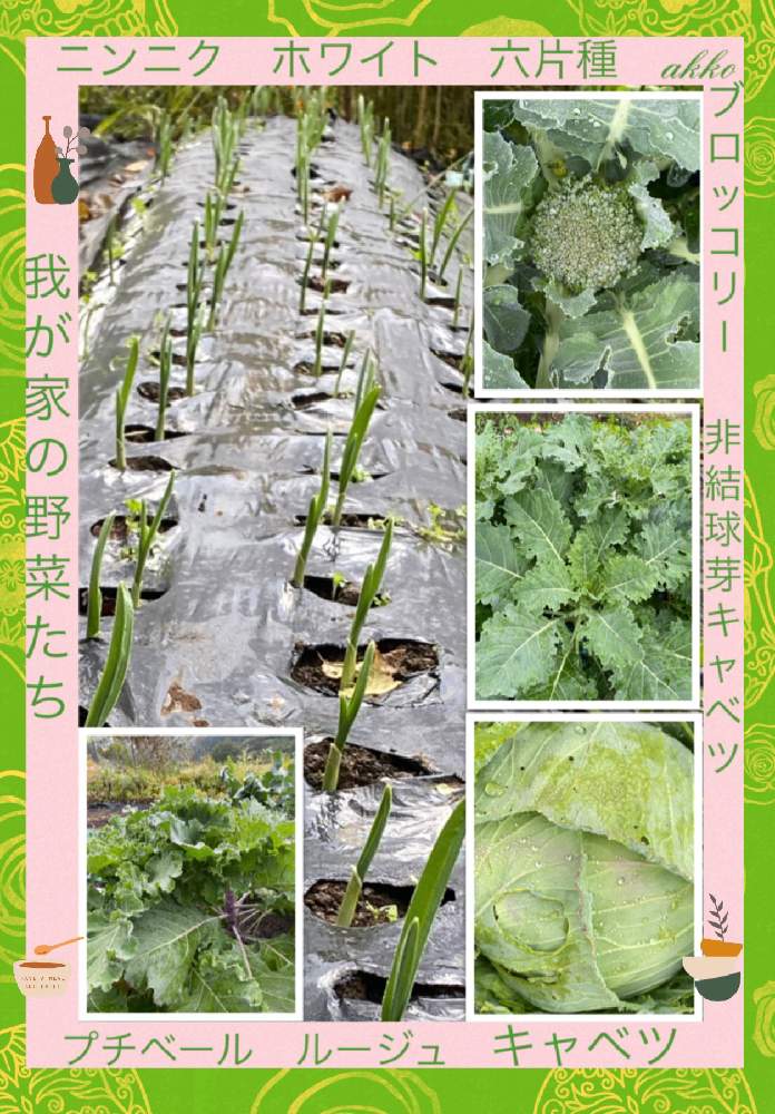 畑の画像 by ひみつのアッコちゃんさん | 畑とニンニクの芽と美味しい野菜と我が家の野菜畑と野菜のある生活