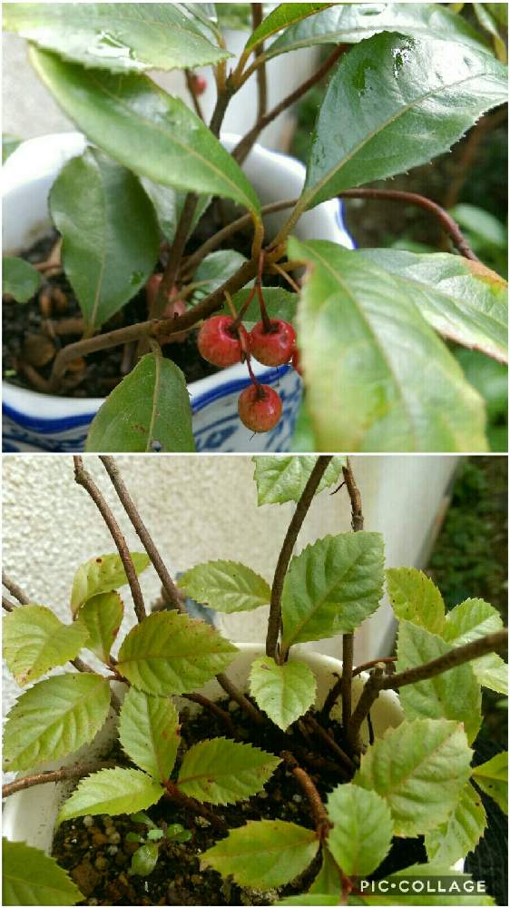 の画像 by はてはぁなさん | ヤブコウジとツルコウジと鉢植えと赤い実とチーム岐阜