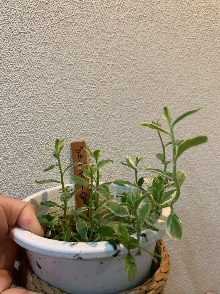 小さな庭の画像 by ママ子3rdさん | 小さな庭とブルーデイジーと青い花とおうち園芸