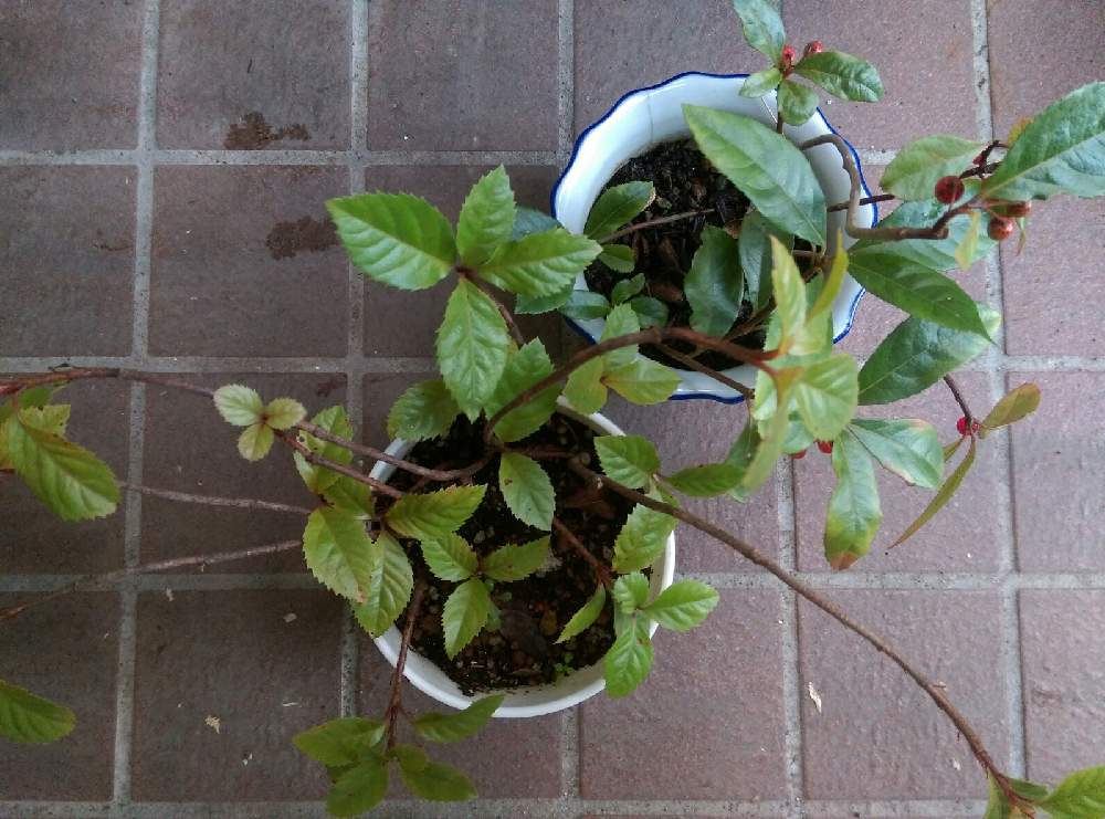 の画像 by はてはぁなさん | ヤブコウジとツルコウジと鉢植えと赤い実と比較と低木
