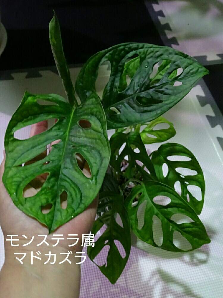 部屋の画像 by ヒロ♡0179さん | 部屋