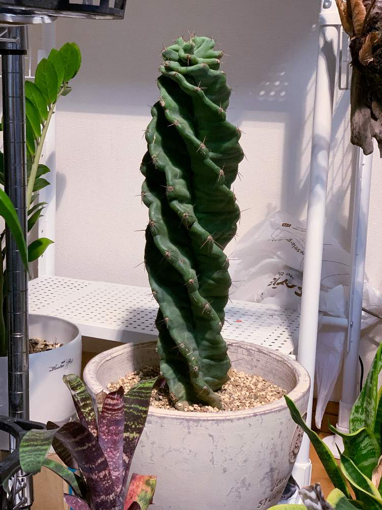部屋の画像 by 蝙蝠亂(コウモリラン)さん | 部屋とサボテン☆とCereus peruvianus f. ‘spiralis’
