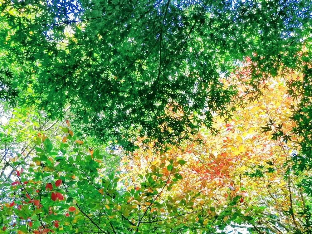 の画像 by シロネコさん | モミジとソメイヨシノと樹木